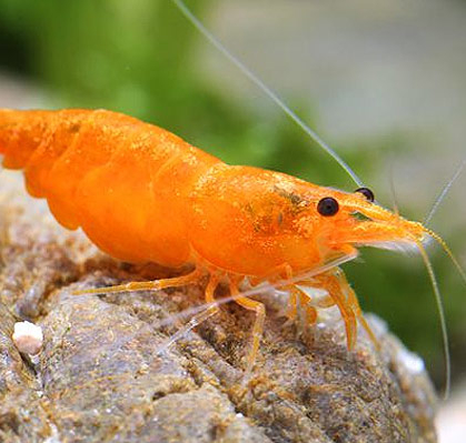 Петр Васильевич